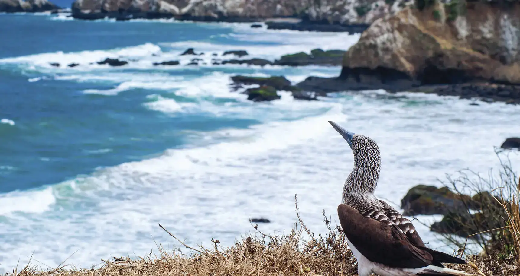 Galapagos