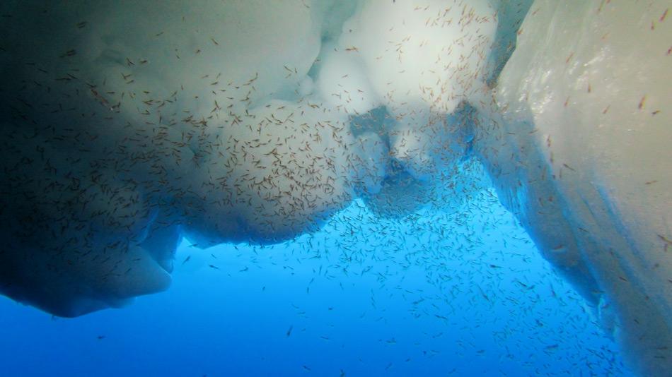 Antarktischer Krill ist die Hauptnahrungsquelle der meisten Tiere in der Antarktis. Die Krebse sind von der Eisbildung abhängig und kommen in riesigen Schwärmen vor. Lange Zeit war nicht klar, warum die Grösse der Schwärme schwankt. Bild: Ulrich Freier, AWI