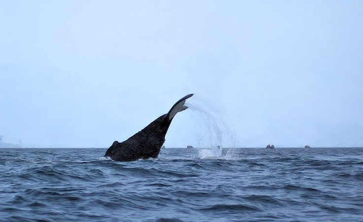 Viele Walarten ziehen jedes Jahr von den temperaten Gebieten Su00fcdamerikas, Afrikas oder Australiens