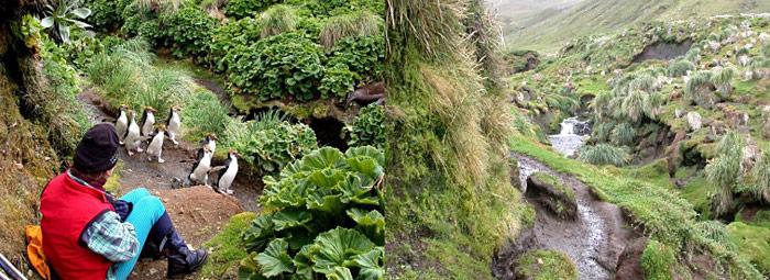 Macquarie-Island-Pinguine