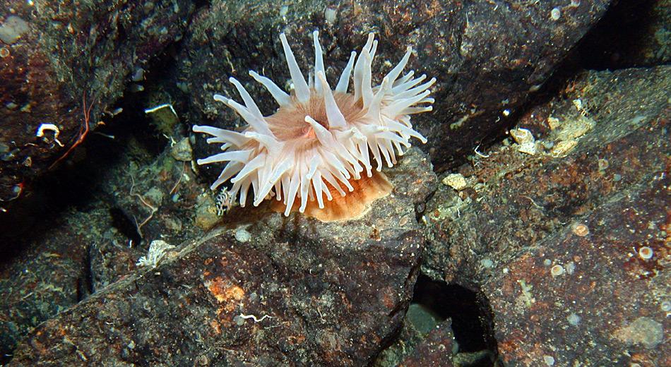 Diese Seeanemone im Weddel Meer hat sich an einem Stein festgeklammert. Foto: Julian Gutt, AWI