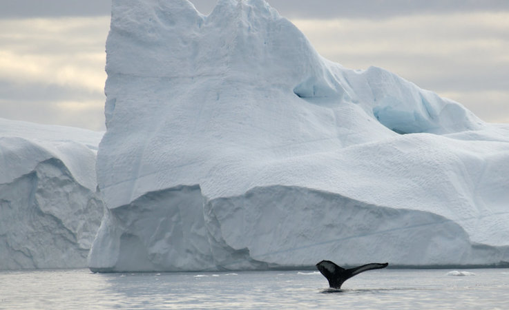 Die Baffin Bay, die zwischen Kanada und Westgru00f6nland liegt, ist ein bekanntes und beliebtes Ziel