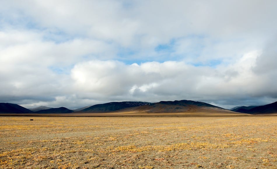 Das Aussehen der Beringia-Region zeigt sich auch heute noch auf Wrangel Island, gemäss der allgemeinen Meinung der Forscher. Eine trockene und kalte Landschaft mit niedriger Vegetation und reichhaltiger Tierwelt. Bild: Michael Wenger