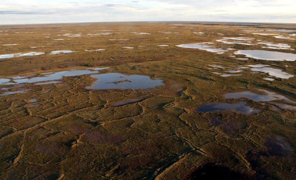 Typische flache Seen auf dem Alaska North Slope im Sommer. Die Gewässer sind im Durchschnitt etwa ein Meter tief und bedecken 20 bis 40 Prozent der Landfläche. Bild: Guido Grosse