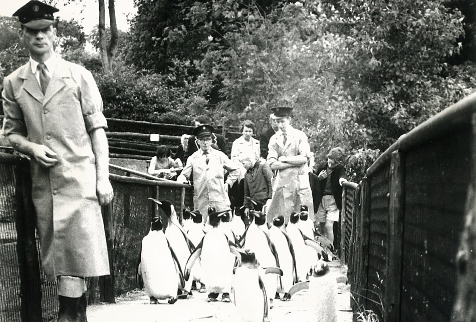 Pinguin-Parade im Zoo von Edinburgh in den 50er Jahren.