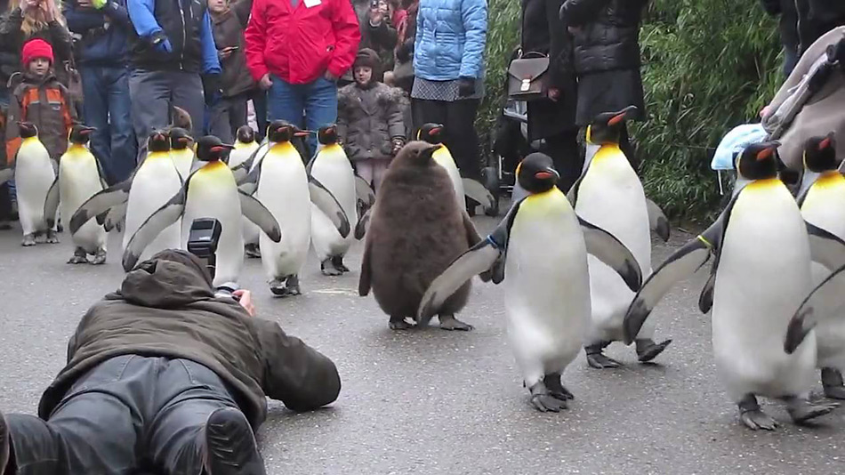 Pinguinparaden sind auch heute noch Ã¤usserst beliebt und werden von vielen Kindern begleitet, wie hier im Zoo von ZÃ¼rich.