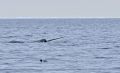 Narwale gehören zu den Zahnwalen und sind mit den Belugas verwandt. Wie diese, leben sie in