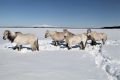 Grosse Pflanzenfresser wie Pferde und Rentiere könnten den Permafrost mit ihren stampfenden Hufen