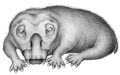 Lystrosaurus während des Winterschlafes. (Bild: Crystal