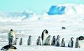Kaiserpinguine schlüpfen im Juli, mitten im Winter. Nach rund 4.5 Monaten müssen sie selber zur
