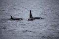 Orcas leben in festen Grossfamilien, die ein Leben lang zusammen bleiben. (Foto: