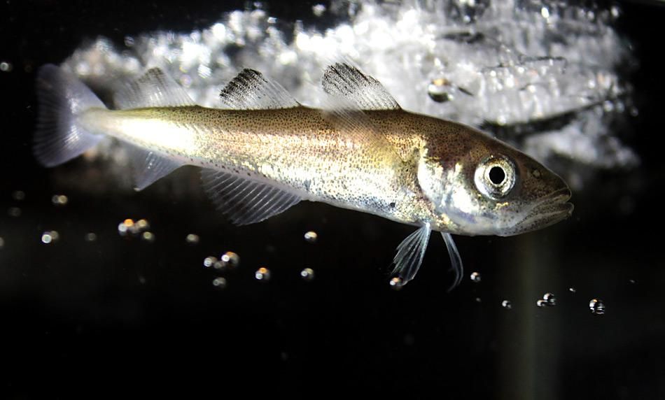 Milliarden Jungfische unter dem arktischen Meereis